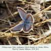 plebejus argus talysh male 1